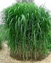 Miscanthus 'Gigantheus', 3L Chinees riet