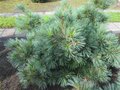 Pinus strobus 'Edel', 30-40 7.5L