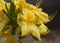 Rhododendron 'Anneke', 30-40 4L (=Azalea)