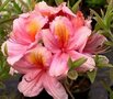 Rhododendron 'Berryrose', 30-40 4L (=Azalea)