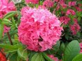 Rhododendron 'Homebush', 30-40 3L (=Azalea)