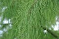 Taxodium dist. 'Nutans', 30-40 3L