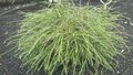 Thuja plic. 'Whipcord' 30-40 5L, Levensboom