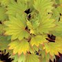 Acer shir. 'Aureum', 25-30 3L