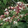 Clerodendrum trich. fargesii, 125-150 20L, Pindakaasstruik