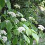 Cornus alternifolia, 100-125 Kluit, Pagode kornoelje