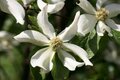 Cornus nuttallii 'North Star', 80-100 20L, Kornoelje