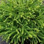 Cryptomeria jap. 'Little Champion' 25-30 5L,  Heksenbezem