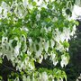 Davidia involucrata, 250-300 110L, Zakdoekenboom