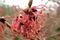 Hamamelis int. 'Ruby Glow', 60/80 Kluit, (Adonis/R.Superba) Toverhazelaar