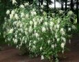 Holodiscus discolor 7.5L, Pluimspirea