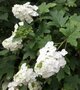 Hydrangea querc. 'Burgundy', 80-100 20L, Eikelbladhortensia