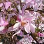 Magnolia loebn. 'Leonard Messel', 125-150 43L, Beverboom