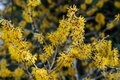 Hamamelis mollis, 80/100 Kluit, Toverhazelaar