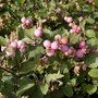 Symphoricarpos d. 'Magic Berry', 40-50 3L, Sneeuwbes