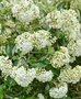 Viburnum 'Eskimo', 40-50 Kluit, Sneeuwbal