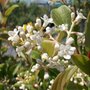 Viburnum hillieri 'Winton', 125-150 100L, Sneeuwbal