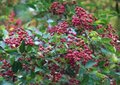 Zanthoxylum simulans, 100-125 20L, Rutaceae