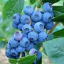 Vaccinium cor. 'Denise Blue', 40-50 3L