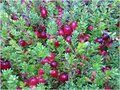 Vaccinium macr. 'Pilgrim', 1.5L, Grote veenbes