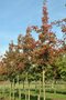 Crataegus laev. 'Carrierei', 10/12 cm Blote wortel, Meidoorn