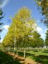 Gleditsia triac. 'Skyline', 10/12 Blote Wortel, Amerikaanse Christusdoorn