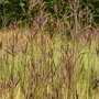 Andropogon 'J.S. Purple Konza', Baardgras