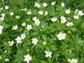 Anemone canadensis, Anemoon