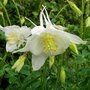 Aquilegia 'Kristall', Akelei