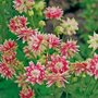 Aquilegia 'Nora Barlow', Akelei