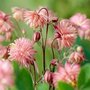 Aquilegia 'Rose Barlow', Akelei