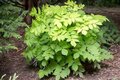 Aralia cordata 'Sun King', P9 duivelswandelstok