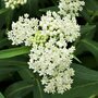 Asclepias incarnata 'Ice Ballet', Zijdeplant