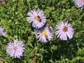 Aster 'JS Eleven Purple', Herfstaster