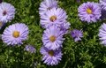 Aster dumosus 'Herbstpurzel', Herfstaster