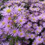 Aster universum 'Esther', Herfstaster