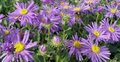 Aster amellus 'Gruender', Bergaster