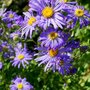 Aster amellus 'King George', Bergaster (= Veilchenkonigin)