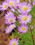 Aster ericoides 'Pink Cloud', Heideaster