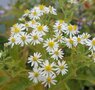 Aster glehnii 'Agleni', Herfstaster