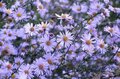 Aster laevis 'Calliope', Gladde Aster