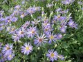 Aster macrophyllus 'Twilight', Aster