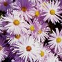 Aster novae-angliae 'Fellowship', Herfstaster