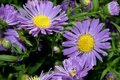 Aster novae-angliae 'Schöne von Dietlikon', Nieuw-nederlandse Aster, Herfstaster