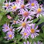 Aster radula 'August Sky', Herfstaster