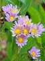 Aster tataricus 'Jindai', Aster