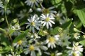 Aster umbellatus 'Weisser Schirm', Herfstaster