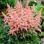 Astilbe arendsii 'Bressingham Beauty', Pluimspirea