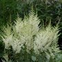 Astilbe arendsii 'Diamant', Pluimspirea