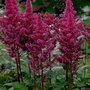 Astilbe chinensis 'Vision in Red', Pluimspirea